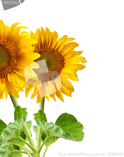 Image of The beautiful sunflower