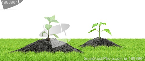 Image of Green sprouts