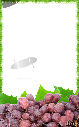 Image of Grape