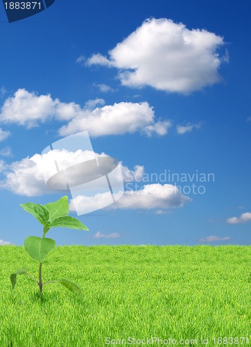 Image of Green sprout 