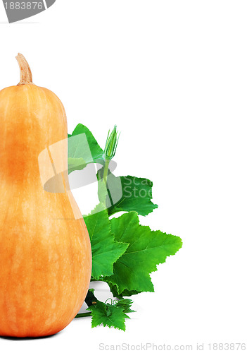 Image of Orange pumpkin