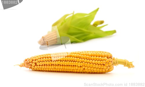 Image of Corn