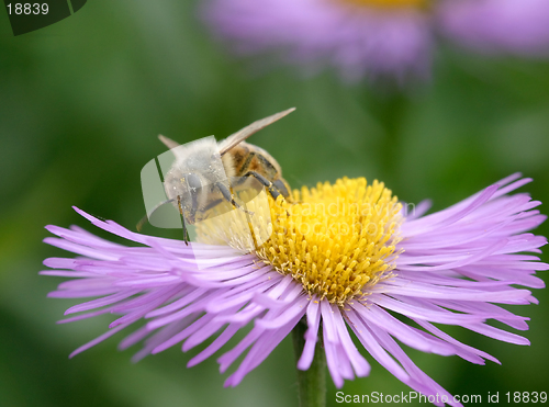 Image of Bee on purple Erigeron