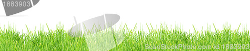 Image of Isolated green grass