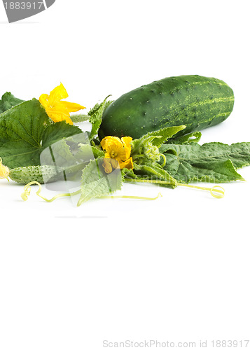 Image of The cucumber white flowers 