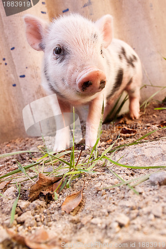 Image of Close-up of a cute muddy piglet running around outdoors on the f