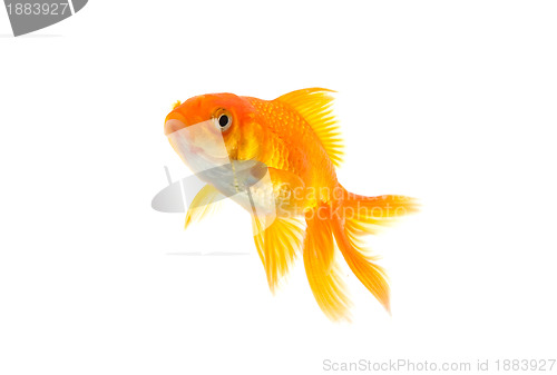 Image of Goldfish