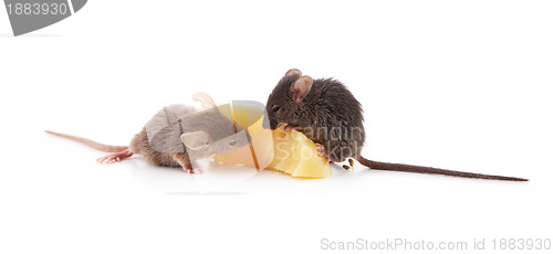 Image of Mice and cheese