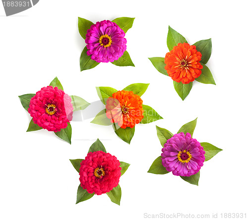 Image of Flowers