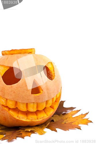 Image of Halloween pumpkin