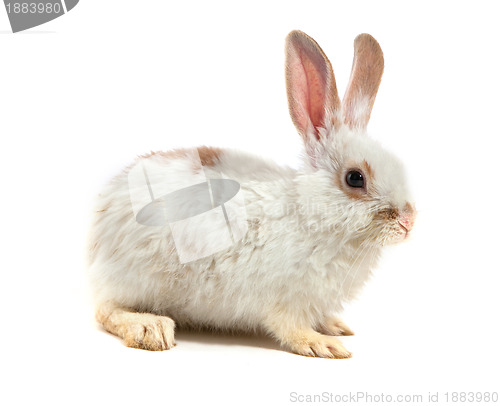 Image of White small rabbit