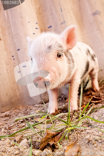 Image of Close-up of a cute muddy piglet running around outdoors on the f