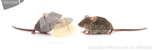 Image of Mice and cheese