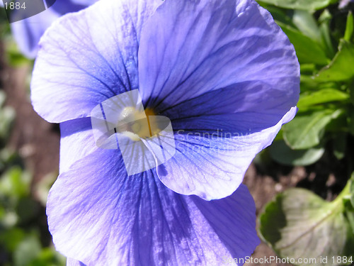 Image of blue pansy