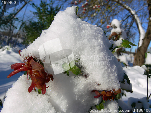 Image of First snow