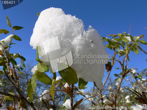 Image of First snow