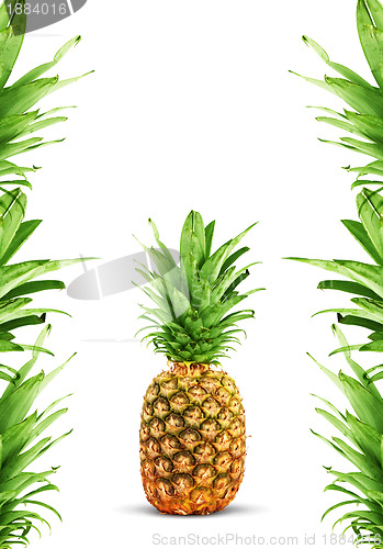 Image of Ripe pineapple