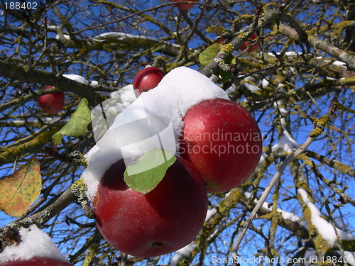 Image of Apples in snow