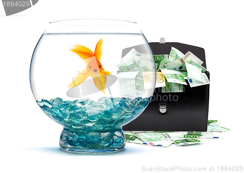 Image of Goldfish with money 