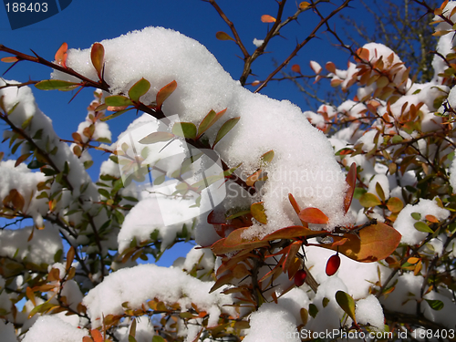 Image of First snow