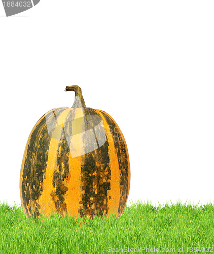 Image of Yellow pumpkin 