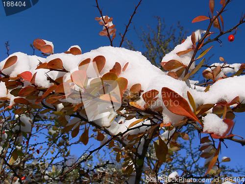 Image of First snow