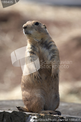 Image of black tailed prairie marmot