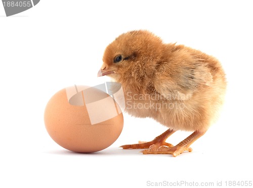 Image of Yellow small chicks