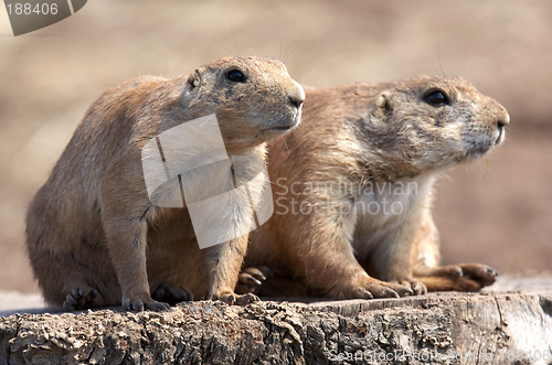 Image of black tailed prairie marmot