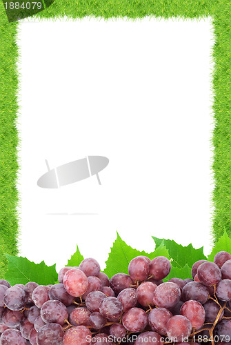 Image of Grape