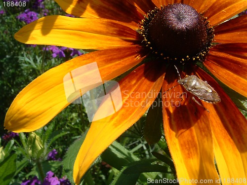 Image of Flower and a beetle