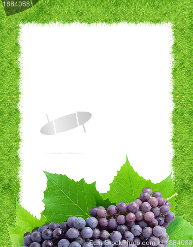 Image of Grape