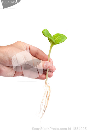 Image of Male hand hold a small sprout and an earth handful