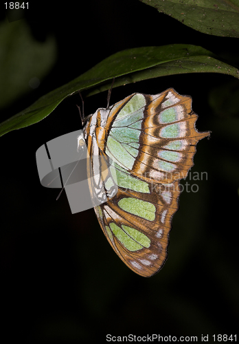 Image of Green Butterfly-Ecuador