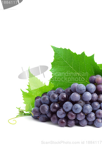 Image of Grape