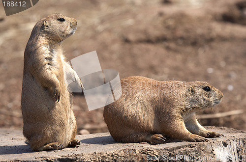 Image of black tailed prairie marmot