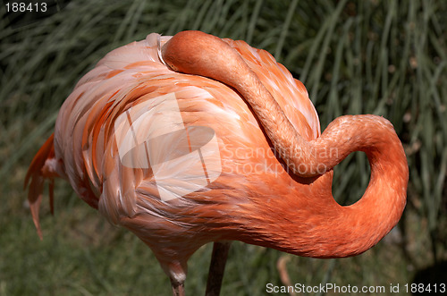 Image of single pink flamingo