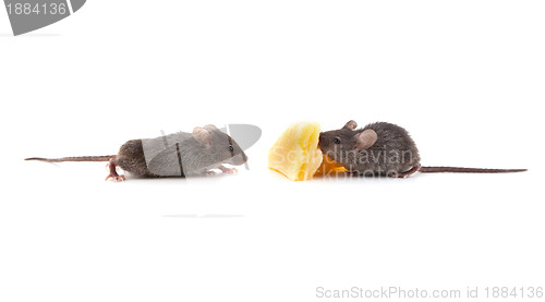 Image of Mouse and cheese