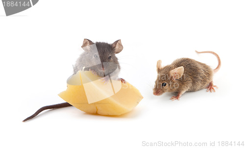 Image of Mouse and cheese