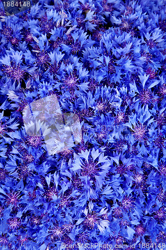 Image of Beautiful spring flowers blue cornflower on background