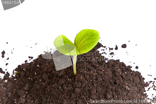 Image of Heap dirt with a green plant sprout isolated
