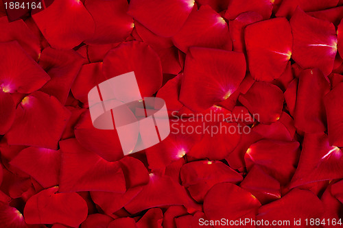 Image of Background of red rose petals