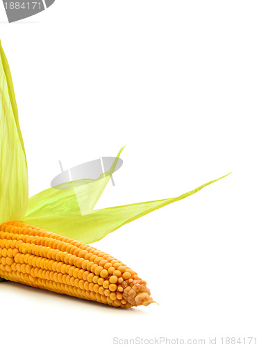 Image of  Corn