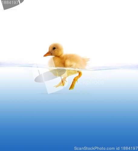 Image of The yellow duckling swimming