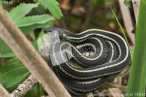 Image of Garden Snake