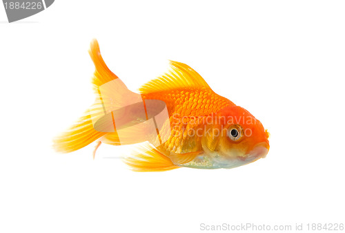 Image of Goldfish