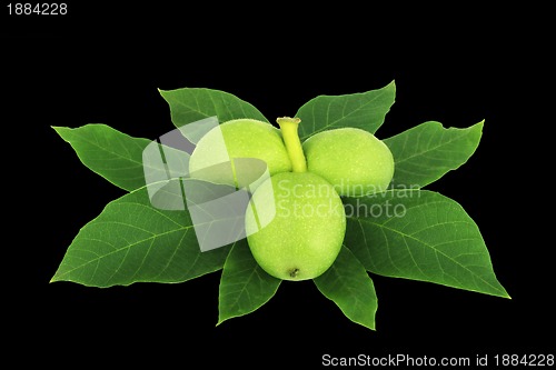 Image of Walnut 