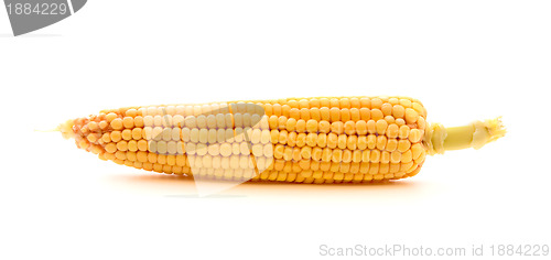 Image of Corn