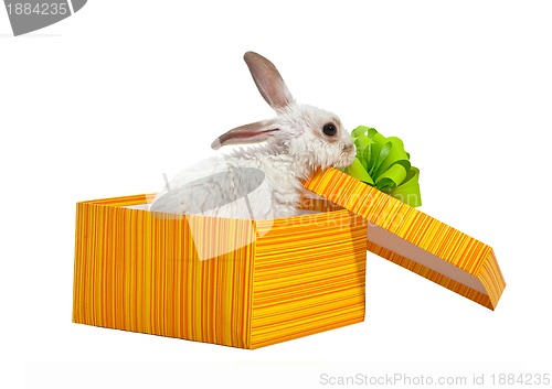 Image of The rabbit in the yellow box