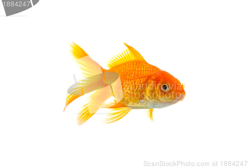 Image of Goldfish